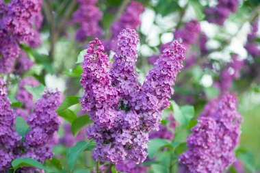 Çiçekli leylak çalısı