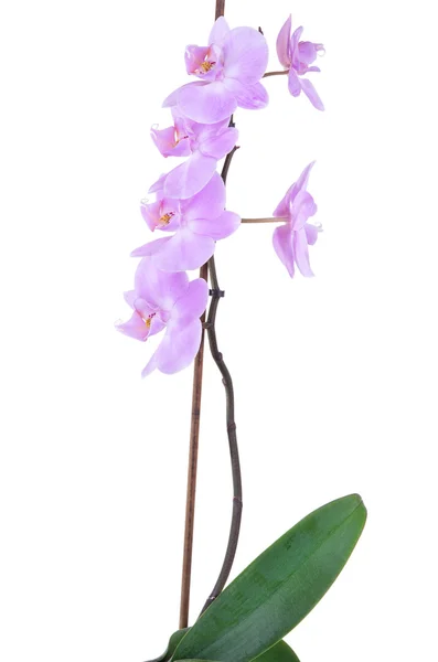 Orquídea lila tierna — Foto de Stock