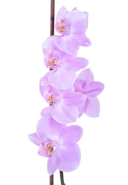 Tierna orquídea lila primer plano — Foto de Stock