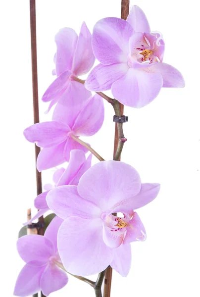 Tierna orquídea lila primer plano — Foto de Stock