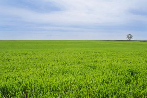 Green field with a lone tree Royalty Free Stock Images