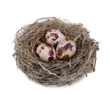 Yuvada bıldırcın yumurtası