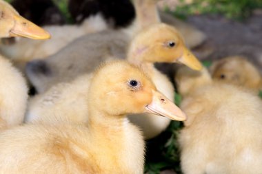 Küçük sarı ördekler