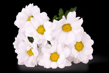 Beyaz Siyah bir arka plan üzerinde izole daisy