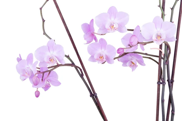 Zweig der rosa Orchidee — Stockfoto