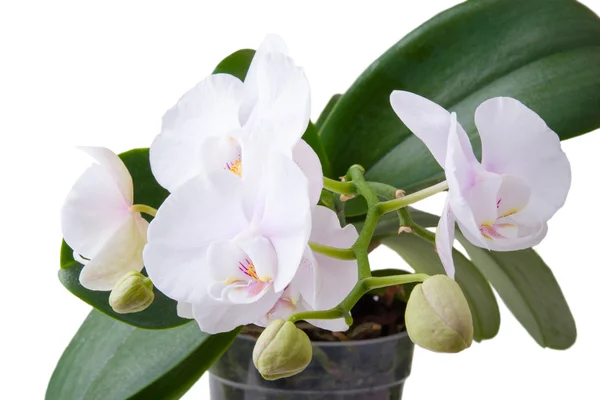 Orquídea blanca pura — Foto de Stock