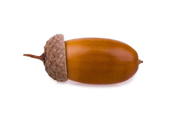 Isolated acorn — Stock Photo, Image