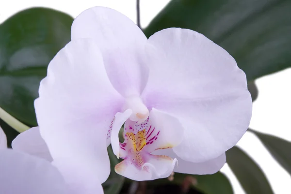 Delicado macro orquídea — Foto de Stock