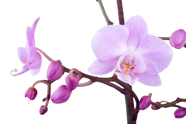 Rama de orquídea rosa — Foto de Stock