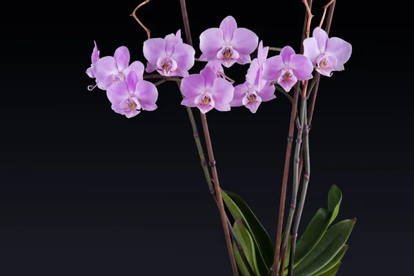 Delicata orchidea rosa su sfondo nero — Foto Stock