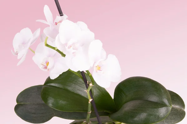Orquídea blanca tierna — Foto de Stock