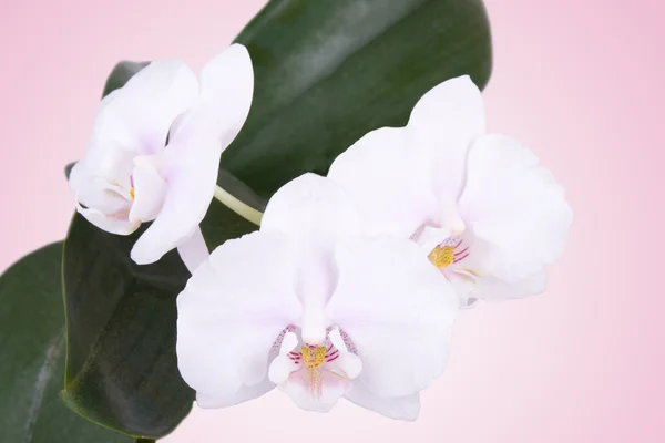 Orquídea blanca sobre fondo rosa — Foto de Stock