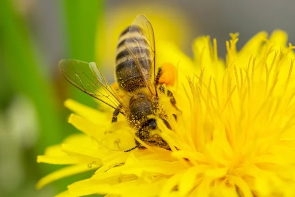 Abeja en una flor — Foto de Stock