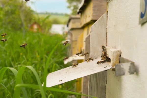 Бджоли літають у вулик — стокове фото