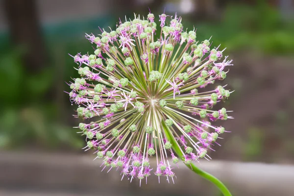 Квітучий цибуля макросу — стокове фото