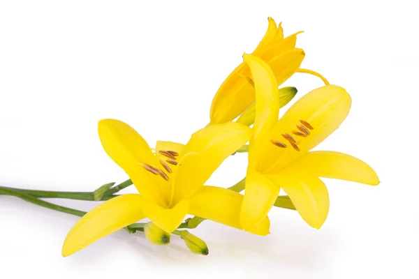 Flores amarillas aisladas — Foto de Stock