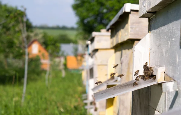 Mehiläistarha puutarhassa — kuvapankkivalokuva