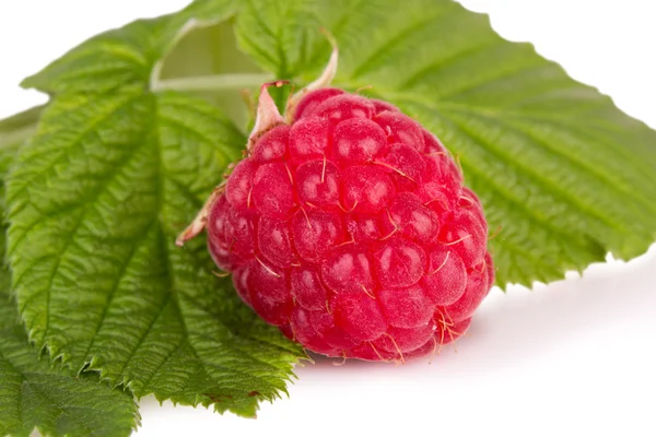 One ripe raspberries with leaves — Stock Photo, Image