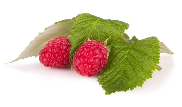 Ripe raspberries with leaves — Stock Photo, Image