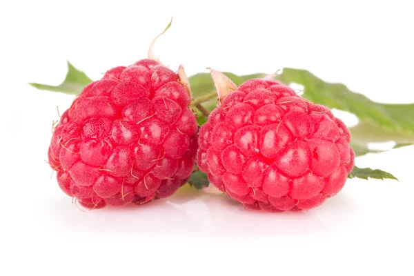 Two ripe raspberries on a white background — Stock Photo, Image