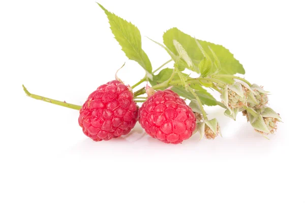 Sprig of fresh raspberries — Stock Photo, Image