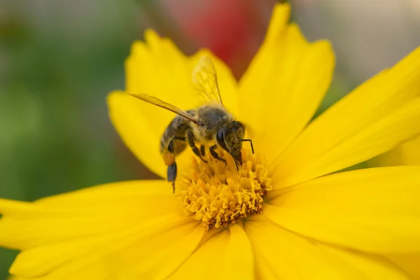 Biene auf gelber Blume — Stockfoto