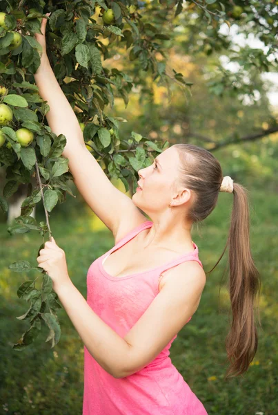 Mädchen ernten Äpfel — Stockfoto