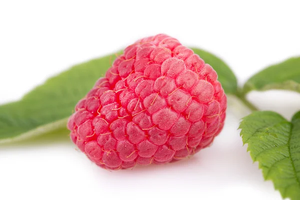 Raspberry on a background of leaves — Stock Photo, Image