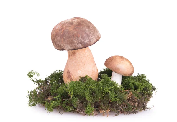 Two mushrooms on the lawn — Stock Photo, Image