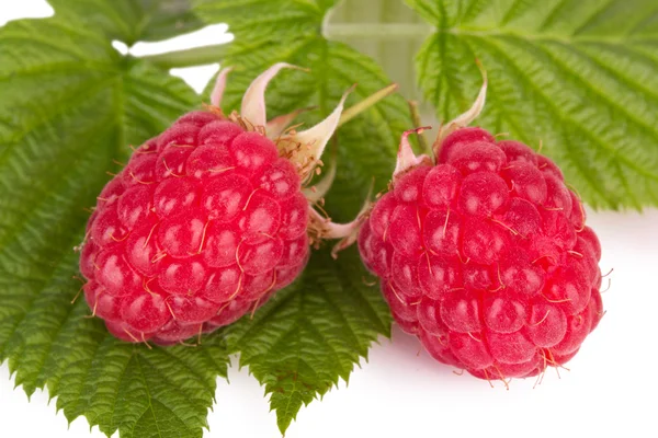 Framboises allongées sur les feuilles Images De Stock Libres De Droits