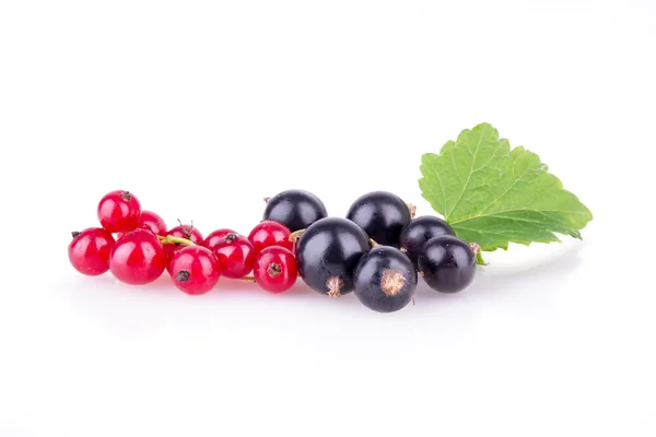Red currant and black currant on a white background — Stockfoto