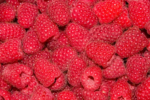 Background with raspberries — Stock Photo, Image