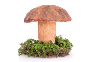 large mushroom boletus