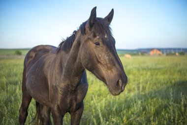 brown horse in a green meadow close
