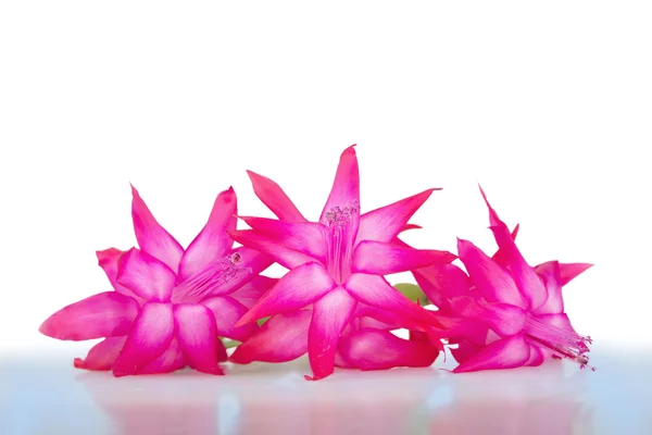 Delicadas flores rosadas — Foto de Stock