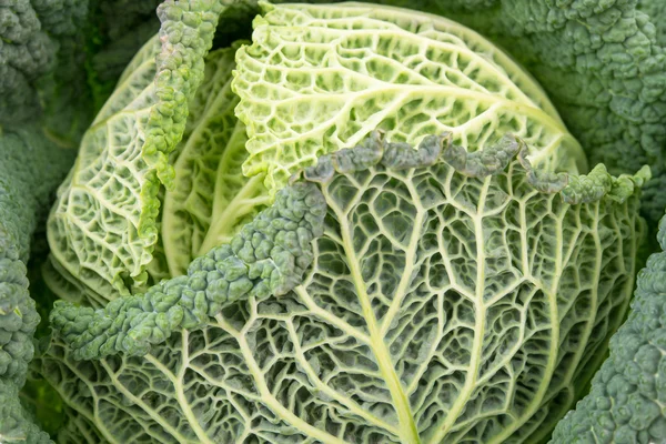 Fresh savoy cabbage close up — ストック写真