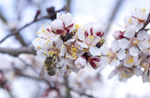 Бджола на квітковій гілці ялинки — стокове фото