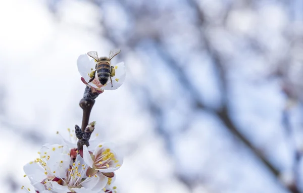 Mehiläinen kukkivassa puussa — kuvapankkivalokuva