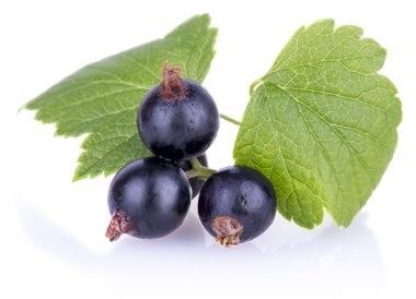 Yaprakları ile üç Siyah frenk üzümü