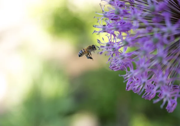 Bee near purple flower in flight — Stock Photo, Image