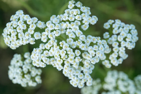 Witte duizendblad bloemen close-up — Stockfoto