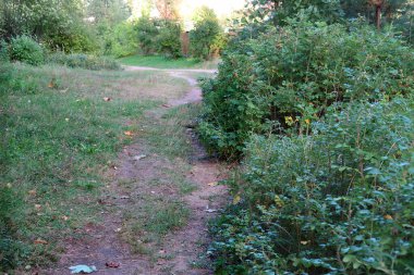 Yol çalıların arasından geçer ve bir yola dönüşür.