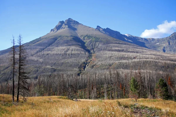Lonely Mountain Burned Trees Big Wilde Fire Waterton Lakes National — Stock Photo, Image