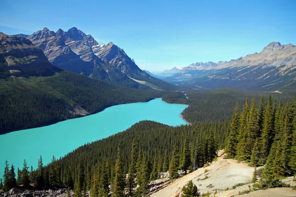 Lobo Del Lago Peyto Los Árboles Verdes Parque Nacional Banff —  Fotos de Stock