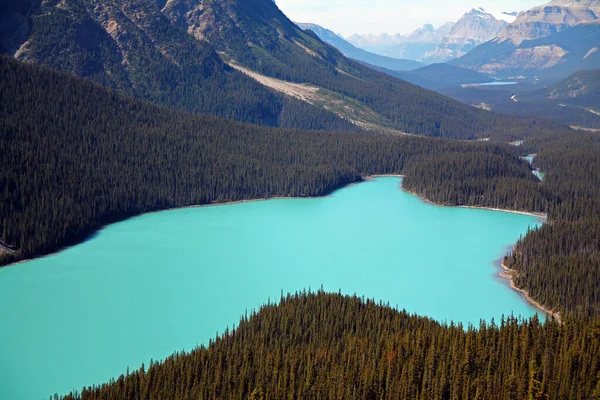 Lago Peyto Con Forma Perro Agua Turquesa Parque Nacional Banff —  Fotos de Stock