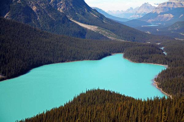 Peyto Lake with its dog shape and turquoise water in Banff National Park