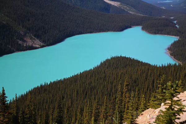 Cor Turquesa Dramática Água Lago Peyto Parque Nacional Banff — Fotografia de Stock