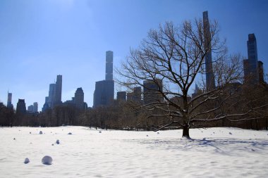 New York 'ta arkasında gökdelenler olan Central Park' taki boş ağaç.