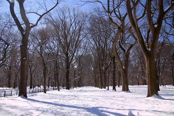 New York 'taki Central Park sahnesinde boş ağaçların olduğu buzlu patika.