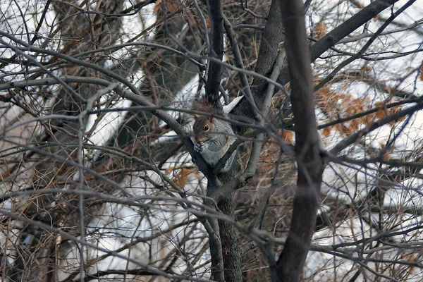 Das Eichhörnchen Versteckt Sich Winter Zwischen Den Leeren Zweigen Central — Stockfoto